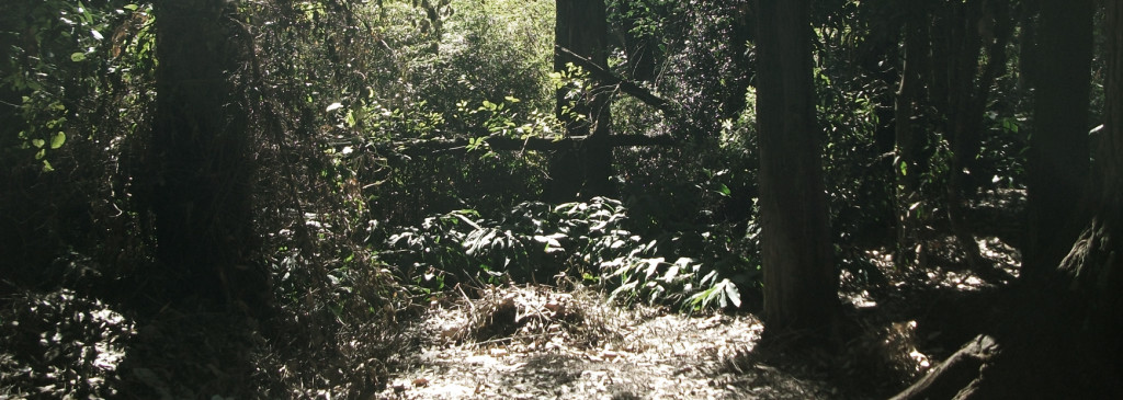 Bosque Maldonado